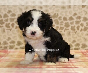 Miniature Bernedoodle Puppy for sale in DENVER, PA, USA