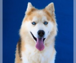 Small #1 Siberian Husky