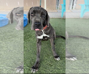 Mutt Dogs for adoption in Goodyear, AZ, USA