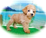 Small Photo #3 Poodle (Toy) Puppy For Sale in HAMMOND, IN, USA