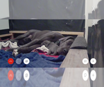 Small #1 Great Dane
