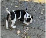 Small #4 American Bulldog