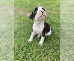 Small Photo #3 American Bulldog Puppy For Sale in WINTERVILLE, GA, USA