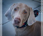 Small Weimaraner
