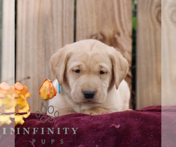 Medium Photo #1 Labrador Retriever Puppy For Sale in SHIPPENSBURG, PA, USA
