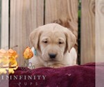 Rory - Female Labrador Retriever Puppy for Sale - Small photo