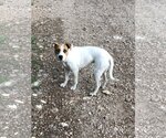 Small #1 Jack Russell Terrier-Staffordshire Bull Terrier Mix