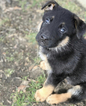 Small Photo #2 German Shepherd Dog Puppy For Sale in SICKLERVILLE, NJ, USA