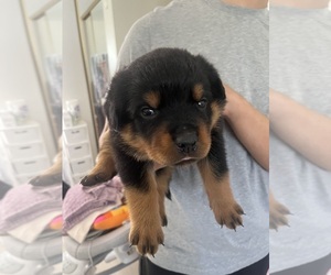 Rottweiler Puppy for sale in FULLERTON, CA, USA