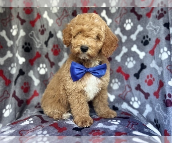 Medium Photo #6 Poodle (Miniature) Puppy For Sale in LAKELAND, FL, USA