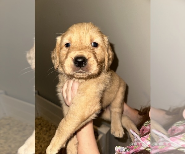 Medium Photo #1 Golden Retriever Puppy For Sale in CONCORD, VA, USA
