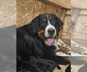 Mother of the Bernese Mountain Dog puppies born on 12/28/2023