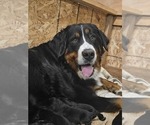 Small Photo #1 Bernese Mountain Dog Puppy For Sale in PAXTON, IL, USA