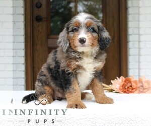 Bernedoodle (Miniature) Puppy for sale in NARVON, PA, USA