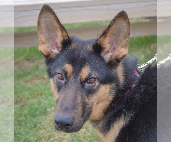 Medium Photo #1 German Shepherd Dog Puppy For Sale in Huntley, IL, USA