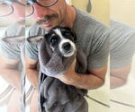 Small #3 Mutt