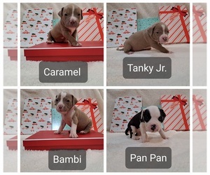 American Bully Puppy for sale in SHINGLE SPRINGS, CA, USA