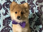 Small Photo #2 Pom-Shi Puppy For Sale in HONEY BROOK, PA, USA