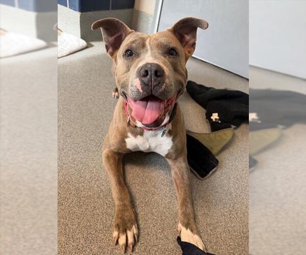 Medium Photo #2 American Pit Bull Terrier Puppy For Sale in Waterford, VA, USA