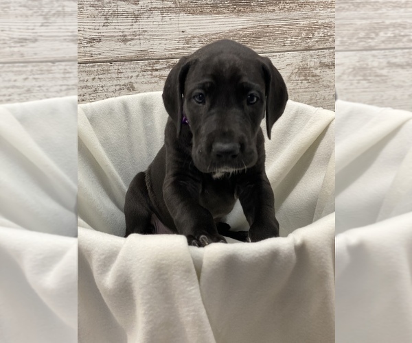 Medium Photo #6 Great Dane Puppy For Sale in SPRINGFIELD, OH, USA