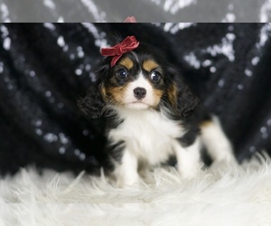 Cavalier King Charles Spaniel Puppy for sale in WARSAW, IN, USA