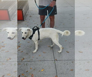Whitney - Female Labrador Retriever-Unknown Mix Dog for Adoption - Photo #5