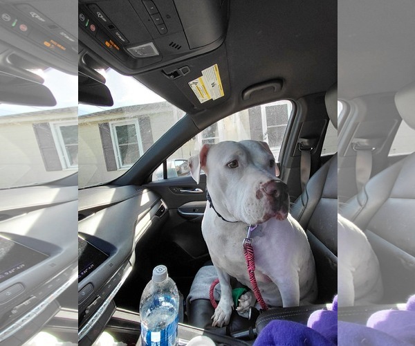 Medium Photo #4 American Staffordshire Terrier-Bullmastiff Mix Puppy For Sale in Holly Springs, NC, USA