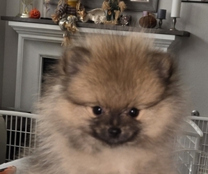 Pomeranian Litter for sale in MENIFEE, CA, USA