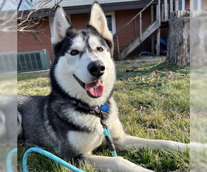 Siberian Husky Dogs for adoption in Omaha, NE, USA