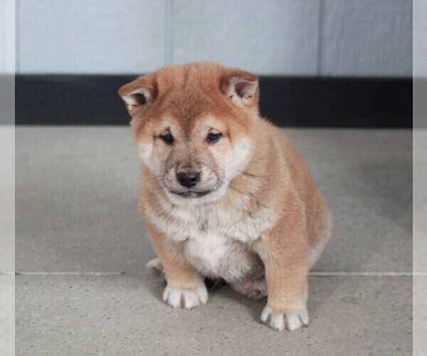 Medium Photo #1 Shiba Inu Puppy For Sale in APPLE CREEK, OH, USA