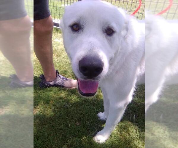 Medium Photo #3 Great Pyrenees Puppy For Sale in Spring, TX, USA