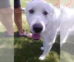 Small #2 Great Pyrenees