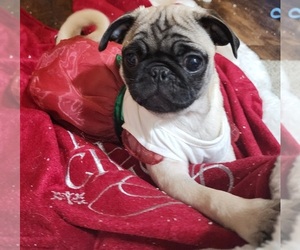 Pug Puppy for Sale in GREELEY, Colorado USA