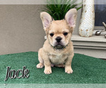 Small #10 French Bulldog