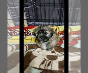 Mal-Shi Puppy for sale in ODESSA, TX, USA