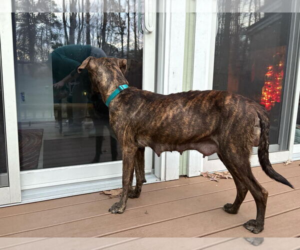 Medium Photo #15 Labrador Retriever-Unknown Mix Puppy For Sale in Holly Springs, NC, USA