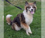 Small #3 Border-Aussie