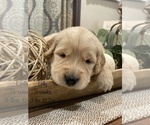 Small Photo #36 Golden Retriever Puppy For Sale in CARTHAGE, MO, USA