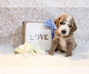 Goldendoodle Puppy for sale in CHERRY CREEK, NY, USA