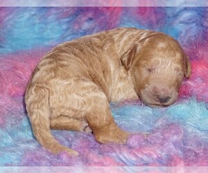 Labradoodle Puppy for sale in LA HABRA, CA, USA
