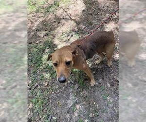 Staffordshire Bull Terrier Dogs for adoption in Houston, TX, USA