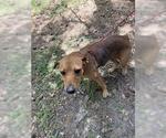 Small Staffordshire Bull Terrier