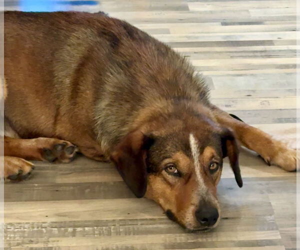 Medium Photo #3 Australian Shepherd-Unknown Mix Puppy For Sale in Omaha, NE, USA