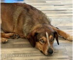 Small #2 Australian Shepherd Mix
