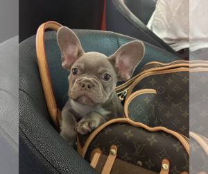 French Bulldog Puppy for sale in LOOKOUT MOUNTAIN, TN, USA