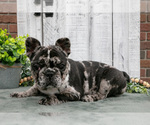 Small #1 French Bulldog