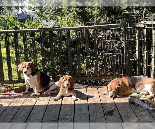 Medium Photo #1 Beagle Puppy For Sale in FORT DODGE, IA, USA