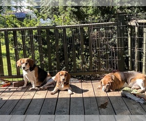 Beagle Litter for sale in FORT DODGE, IA, USA