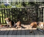 Image preview for Ad Listing. Nickname: Litter of 3