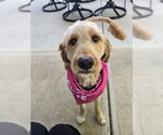 Small #2 Golden Retriever